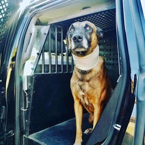 K9 Officer Hunter_@lvmpdk9 Instagram photo