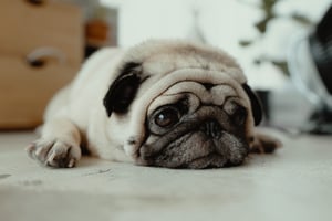 pug diagnosed with COVID-19