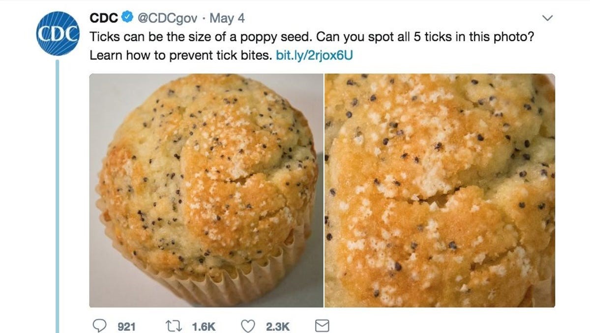 poppy seed muffin ticks