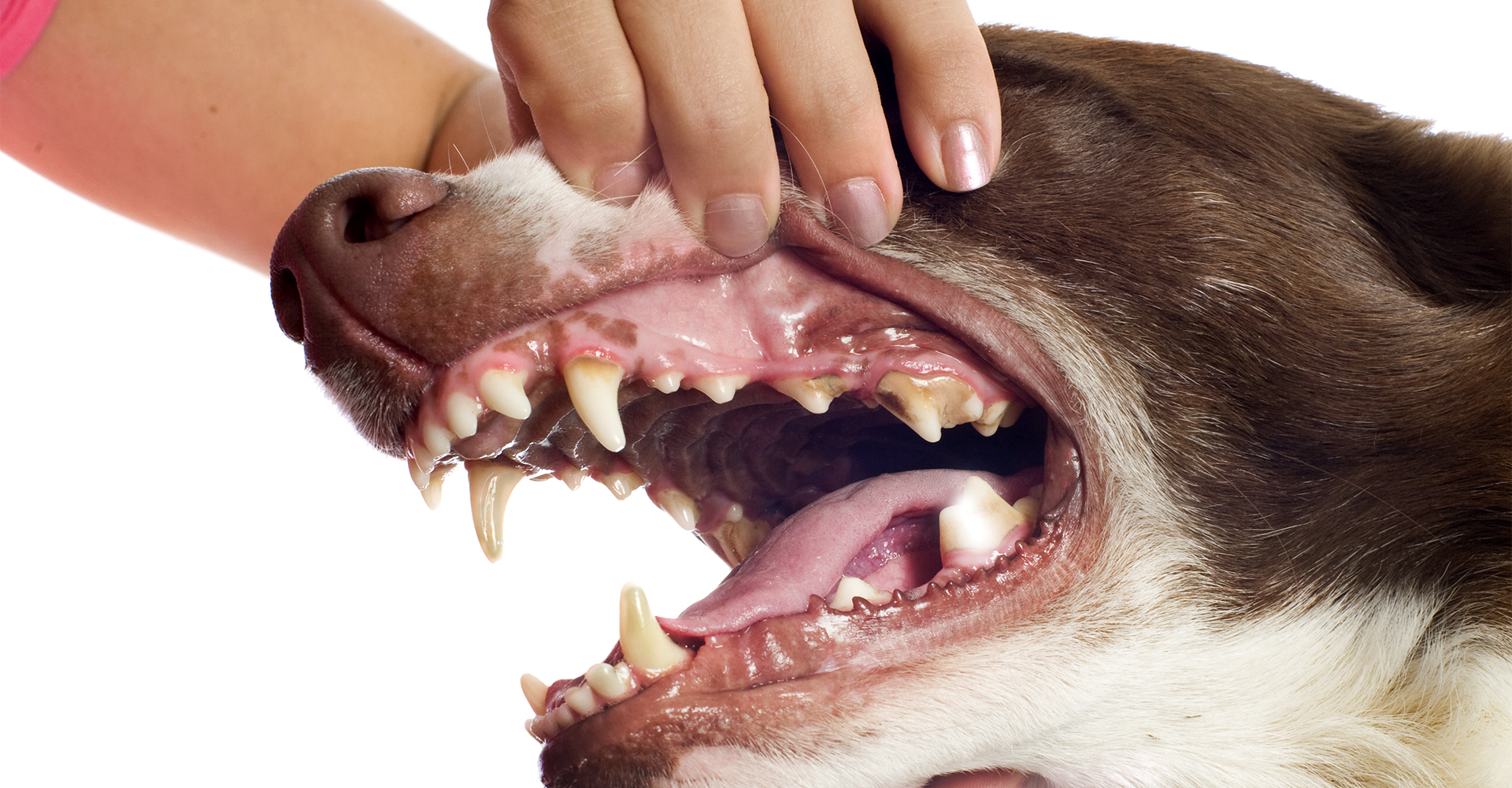 Small Animal Dentistry
