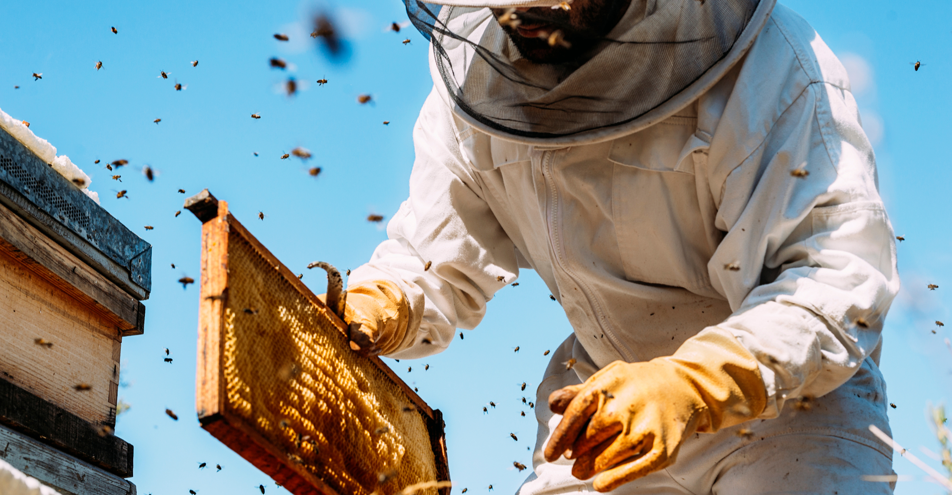 Jeffrey Applegate_veterinary bees and beekeeping
