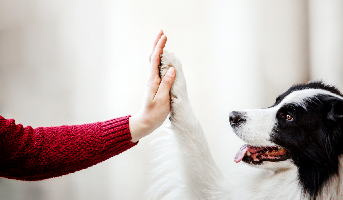 Helping Reactive Patients and Their Owners: Dos and Don'ts