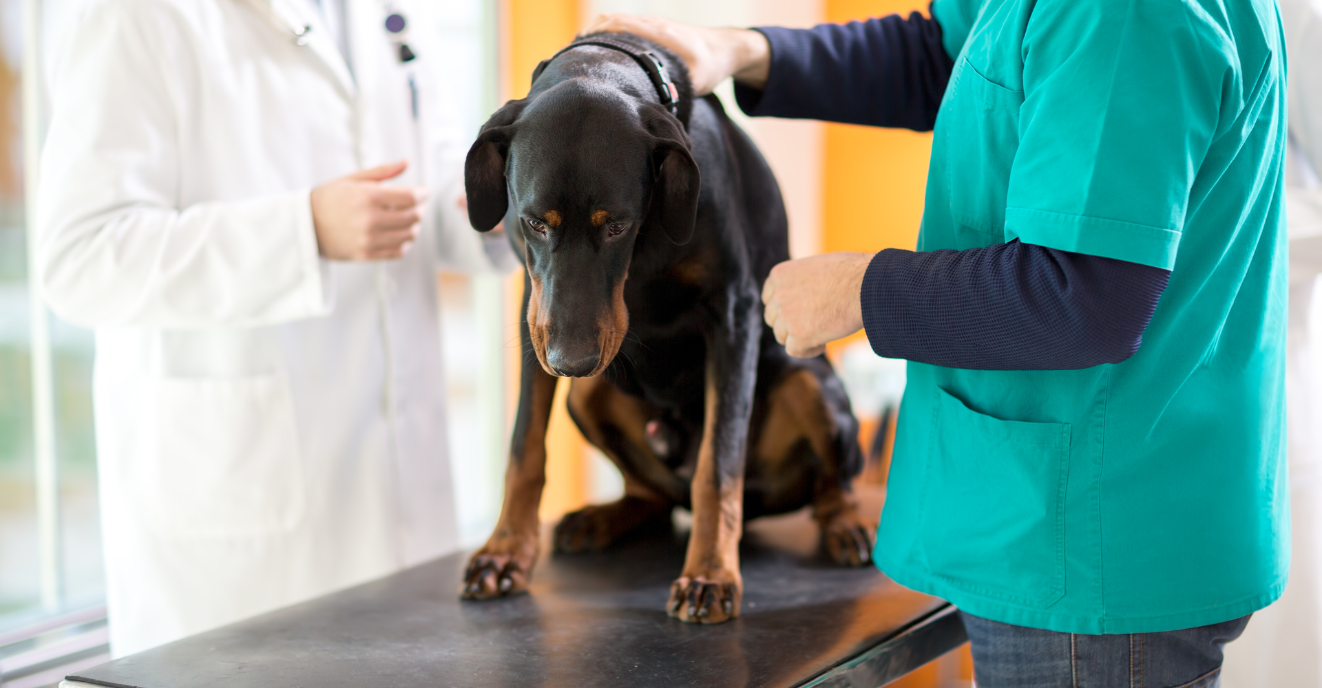 veterinary fracture repair orthopedics