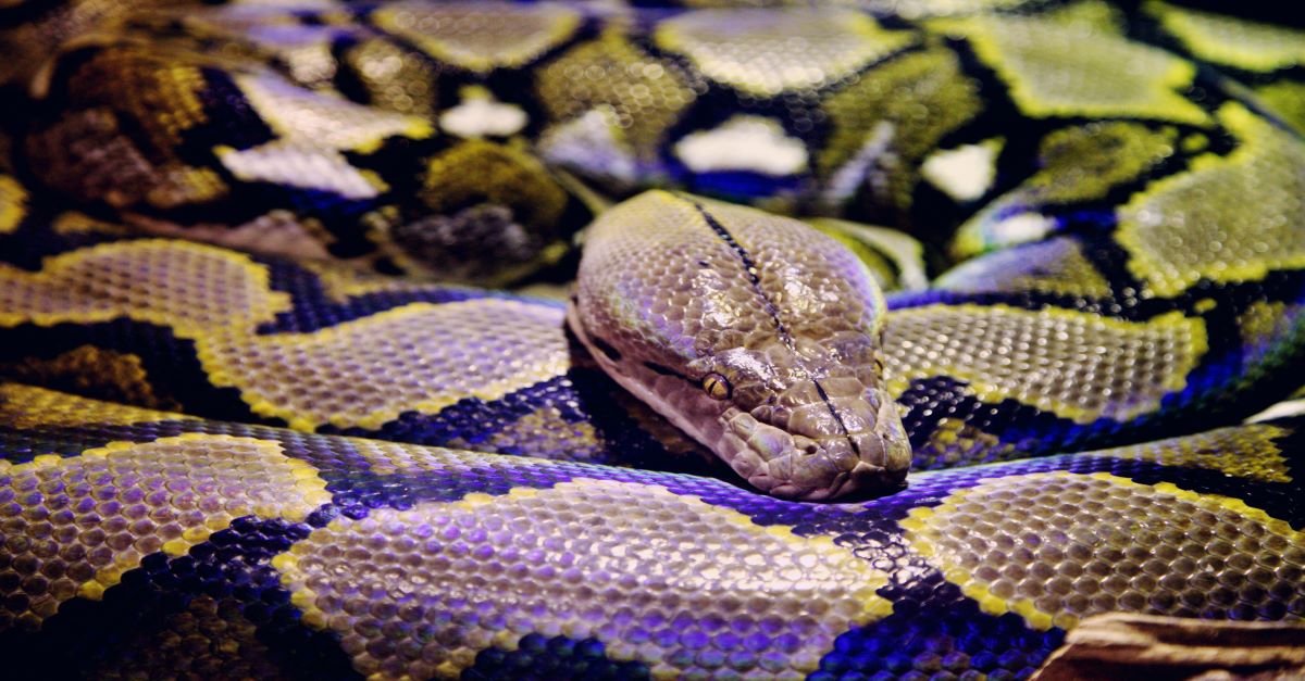 Local Vet Pulls Out Large Blanket from Inside 12-foot Python